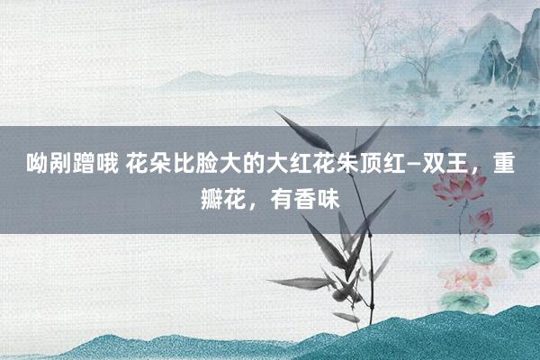呦剐蹭哦 花朵比脸大的大红花朱顶红—双王，重瓣花，有香味